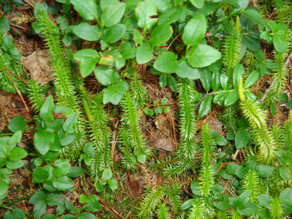 Lycopodiacea